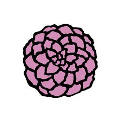 Chrisanthemum
